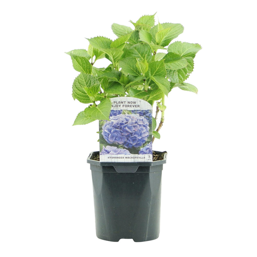 Hydrangea macrophylla Blue – 30 cm hoog · Hortensia Bloem Blauw (foto 2)