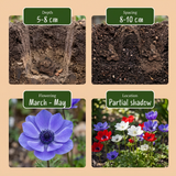 60x Anemone de Caen Mix - Klaproosanemoon de Caen mix - Diversen - Voorjaarsbloeier - Bolmaat 5/6