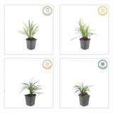 6x Liriope muscari 'Monroe White' - ↕10-25cm - Ø9cm