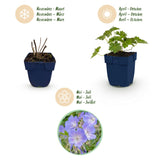 Green boutiQ - Vasteplant - Geranium 'Rozanne' - Ooievaarsbek - Bodembedekkend - Blauw - 6 Planten - Pot 11cm - Hoogte 15-25cm