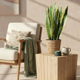 Green BoutiQ - Green is... Kamerplanten - Sansevieria Laurentii - Vrouwentong - Weinig onderhoud - Groen - 1 Plant - Pot 21cm - Hoogte 70-80cm