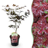 Green boutiQ - Terrasplant - Japanse Esdoorn - Acer palmatum Bloodgood - Rood - 1 Plant - Bladverliezend - Pot 19cm Hoogte 70cm