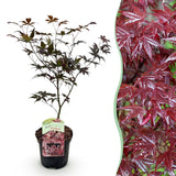 Green boutiQ - Terrasplant - Japanse Esdoorn - Acer palmatum Bloodgood - Rood - 1 Plant - Bladverliezend - Pot 19cm Hoogte 70cm