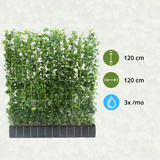 Hedera Hibernica - Klimop - Kant-en-Klaar Haag |↔120cm - ↨120 cm