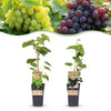 Green boutiQ - Fruitplant - Vitis vinifera Himrod - Vanessa - Druivenplant - Pitarm - Blauw & Witte Druif - 2 Planten - Pot 15cm - Hoogte 50cm