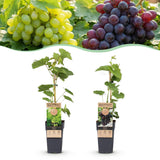 Green boutiQ - Fruitplant - Vitis vinifera Himrod - Vanessa - Druivenplant - Pitarm - Blauw & Witte Druif - 2 Planten - Pot 15cm - Hoogte 50cm