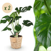 Green BoutiQ - Green is... Kamerplanten - Monstera Deliciosa - Gatenplant - Weinig onderhoud - met mand - Groen - 2 Planten - Pot 17cm - Hoogte 50-55cm