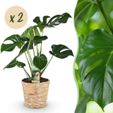 Green BoutiQ - Green is... Kamerplanten - Monstera Deliciosa - Gatenplant - Weinig onderhoud - met mand - Groen - 2 Planten - Pot 17cm - Hoogte 50-55cm