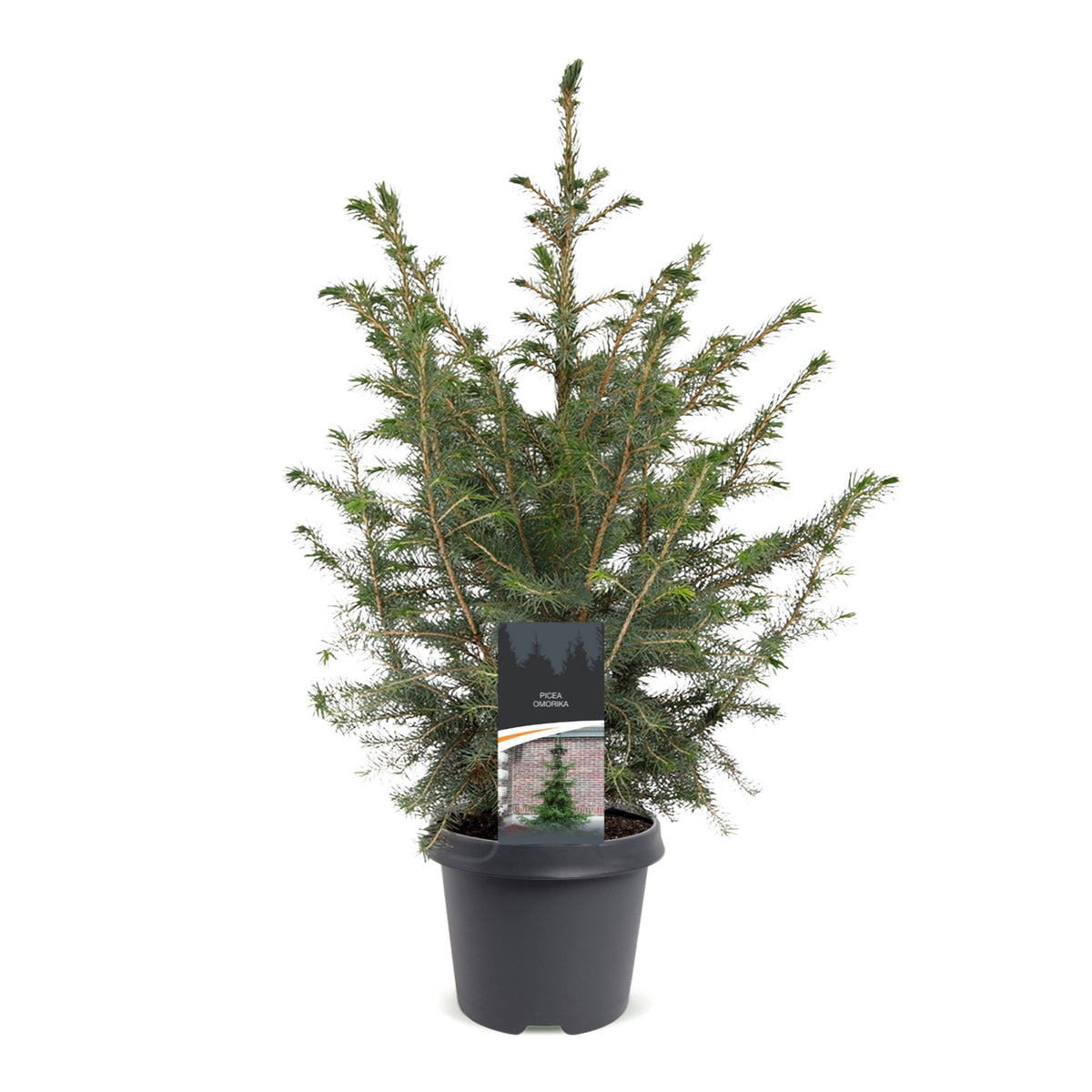 Servische spar kerstboom — Ø23 cm, 70 cm hoog