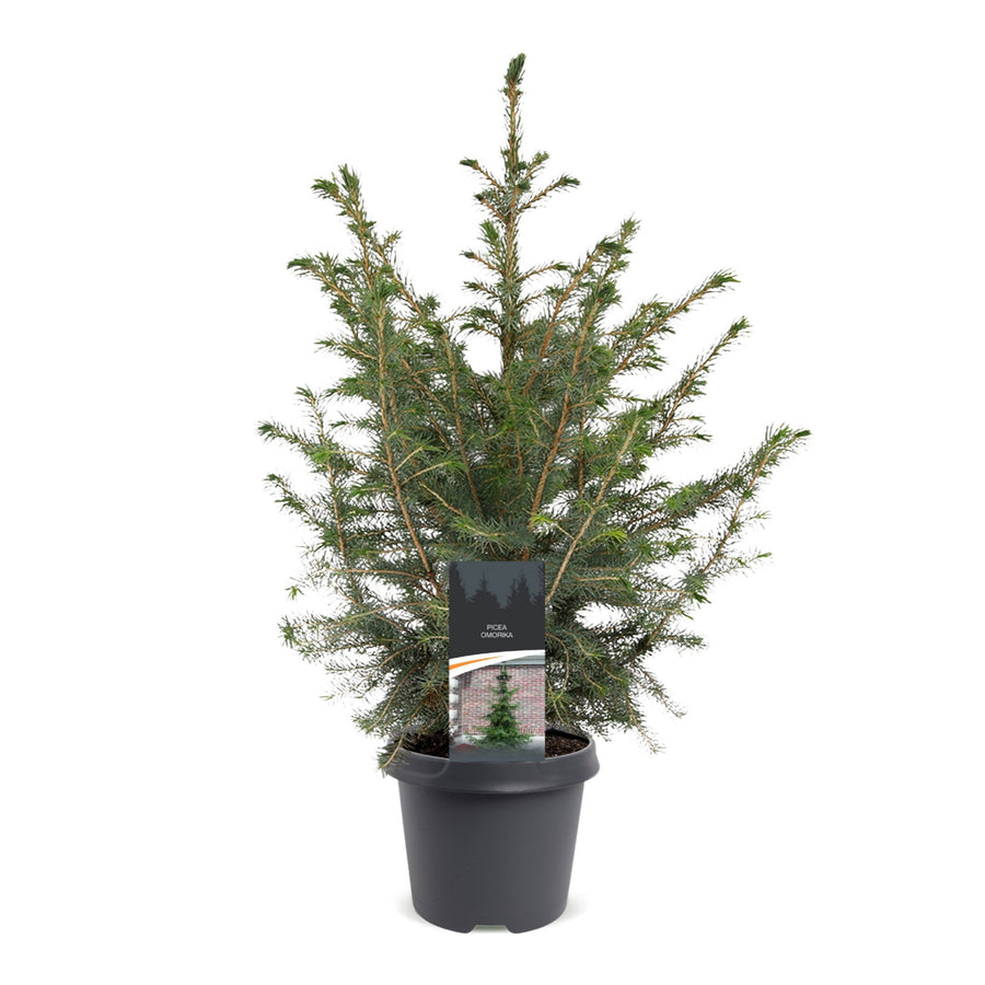 Servische spar kerstboom – Pot Ø23 cm · 70 cm hoog (foto 2)