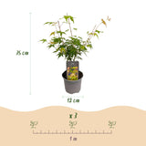 Green boutiQ - Tuinplant - Acer palmatum Katsura - Oranje - 3 Planten - Bladverliezend - Weinig Onderhoud - Pot 12cm Hoogte 35cm