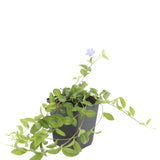 24x Vinca minor 'La Grave' - ↕10-25cm - Ø9cm