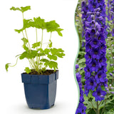 Green boutiQ - Vasteplant - Delphinium (P) Black Knight - Ridderspoor - Bijen en Vlinderlokkers - Paars - 6 Planten - Pot 11cm - Hoogte 15-25cm
