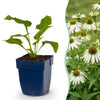 Green boutiQ - Vasteplant - Echinacea purp. Alba - Zonnehoed - Bijen- en vlinderlokkers - Wit - 6 Planten - Pot 11cm - Hoogte 15-25cm