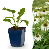 Green boutiQ - Vasteplant - Echinacea purp. Alba - Zonnehoed - Bijen- en vlinderlokkers - Wit - 6 Planten - Pot 11cm - Hoogte 15-25cm