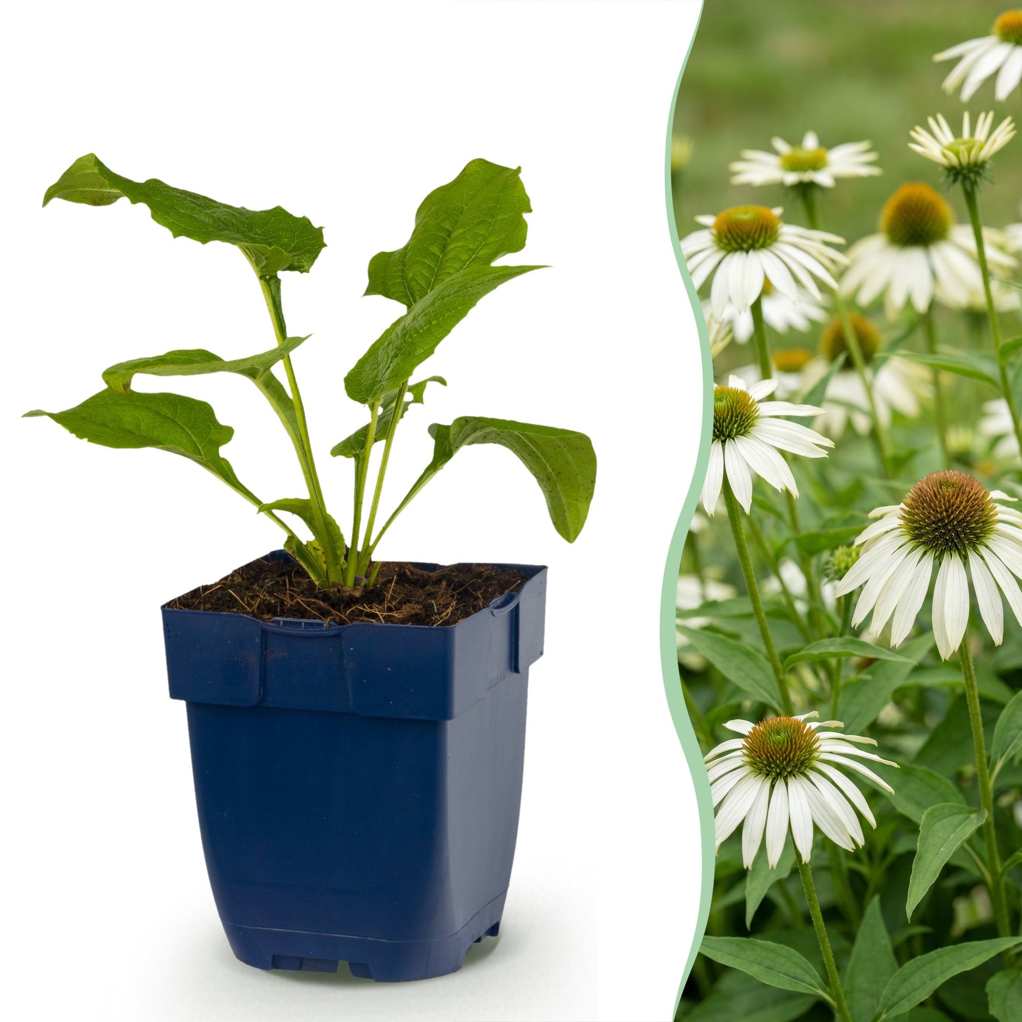 Green boutiQ - Vasteplant - Echinacea purp. Alba - Zonnehoed - Bijen- en vlinderlokkers - Wit - 6 Planten - Pot 11cm - Hoogte 15-25cm