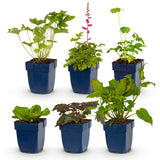 Green boutiQ - Vasteplant - Borderpakket - Schaduw - Diversen - Soorten en kleuren - 6 Planten - Pot 11cm - Hoogte 15-25cm
