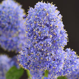 Green boutiQ - Plant op Stam - Ceanothus thyrsiflorus Repens - Terras Plant - Bladhoudend - Winterhard - Paarse Bloem - Pot 19cm Hoogte 90cm