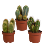 Cereus mix 10,5cm - 3x - zonder pot
