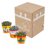 Echeveria mix 8.5 cm - 3x - in Mexicaanse pot