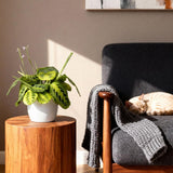 Green boutiQ - Kamerplant - Maranta Fascinator Lemon Lime - Gebedsplant - Huisdiervriendelijke Plant - Groen - 2 Planten - met Potter Wit - Pot 12cm - Hoogte 25cm
