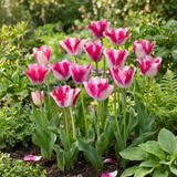 12x Tulipa Mata Hari - Mata Hari tulp - Roze en Wit - Voorjaarsbloeier - Bolmaat 11/12