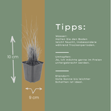 12x Calamagrostis brachytricha - ↕10-25cm - Ø9cm