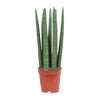 Sansevieria Straight - Ø12cm - ↕40cm