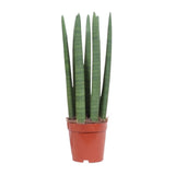 Sansevieria Straight - Ø12cm - ↕40cm