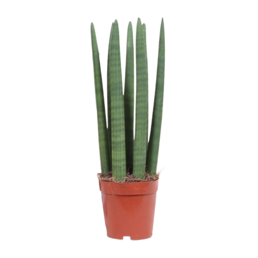 Sansevieria Straight – Pot Ø12 cm · 40 cm hoog
