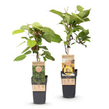 Green boutiQ - Fruitplant - Actinidia Weiki & Golden Kiwi - Kiwiplant - 1 Mannelijke - 1 Vrouwelijke - Planten - Geel - Pot 15cm - Hoogte 50cm