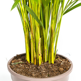 Dypsis Areca Lutescens met mand Ø24cm - ↕120 - 140cm