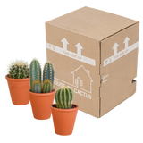 Cactus mix 8.5 cm - 3x - in terracotta pot