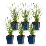 Green boutiQ - Grassen - Pennisetum alop. Little Bunny - Lampenpoetsergras - Met Pluim - Groen - 6 Planten - Pot 11cm - Hoogte 15-25cm