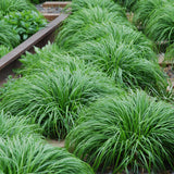 Green boutiQ - Siergrassen - Carex oshimensis Intense Green - Groen - 2 Planten - Bladhoudend - Weinig Onderhoud - Pot 17cm Hoogte 50cm