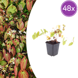 48x Epimedium y. 'Niveum' - ↕10-25cm - Ø9cm