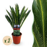Green boutiQ - Kamerplant - Cycas revoluta - Palmvaren - Weinig onderhoud - Groen - 2 - Pot 15cm - Hoogte 45-55cm