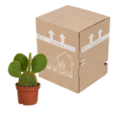 Opuntia microdasys - 12cm - zonder pot