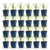 Green boutiQ - Vasteplant - Agapanthus africanus Albus - Afrikaanse Lelie - Bijen en Vlinderlokkers - Wit - 24 Planten - Pot 11cm - Hoogte 15-25cm