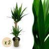 Green boutiQ - Kamerplant - Yucca elephantipes - Yucca - Weinig onderhoud - Groen - 2 - Pot 19cm - Hoogte 95cm