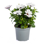 8x Osteospermum Ecklonis Mix Ø12 cm - ↕20 cm