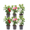 Dipladenia Mix - 2 x Mandevilla pink - 2 x Mandevilla white - 2 x Mandevilla red Ø12 cm -↕•25 cm