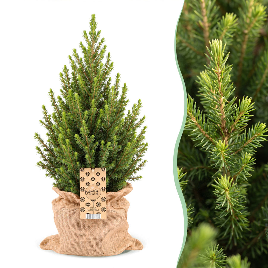 Set van 2 – Pot Ø19 cm · 65 cm hoog · Kegelspar kerstboom · met jute zak