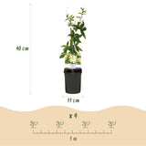 Green boutiQ - Passiebloem - Passiflora Avalanche- BloemWit- Weinig onderhoud - 2 planten - Pot 11cm Hoogte 40cm