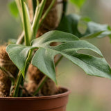 Green boutiQ - Kamerplant - Mini Gatenplant - Monstera Minima Mosstok - Groen - Weinig onderhoud - 1 Plant - Pot 19cm - Hoogte 90cm