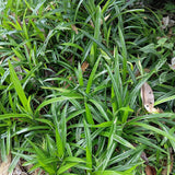 Green boutiQ - Siergrassen -Carex morrowii Irish Green - Groen & Geel - 4 Planten - Bladhoudend - Weinig Onderhoud - Pot 17cm Hoogte 50cm