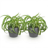 Green boutiQ - Kamerplant - Chlorophytum comosum Bonnie - Krullende Graslelie - Huisdiervriendelijke Plant - Groen - 2 Planten - met Potter Grijs - Pot 12cm - Hoogte 20cm