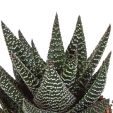 Gasteria/Haworthia mix 8,5cm - 3x - in witte pot