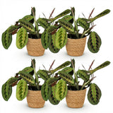 Green boutiQ - Kamerplant - Maranta Fascinator Tricolour - Gebedsplant - Huisdiervriendelijke Plant - Groen - 4 Planten - met Mand - Pot 12cm - Hoogte 25cm