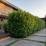 Green boutiQ - 8x Prunus laur. Rotundifolia - Laurierkers - Haagplanten - Groenblijvend - Groen - Pot 9cm - Hoogte 25-35cm